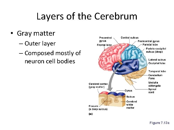 Layers of the Cerebrum • Gray matter – Outer layer – Composed mostly of