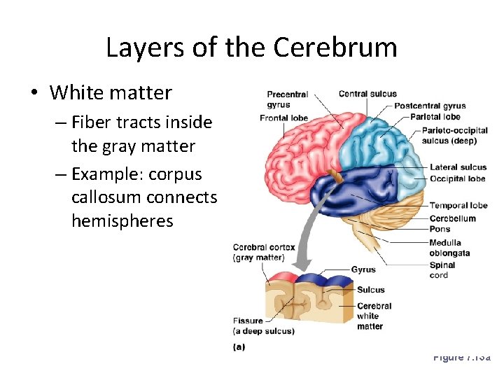 Layers of the Cerebrum • White matter – Fiber tracts inside the gray matter