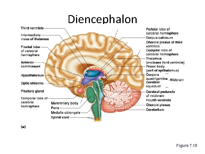 Diencephalon Figure 7. 15 