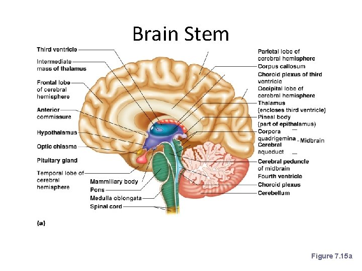 Brain Stem Figure 7. 15 a 