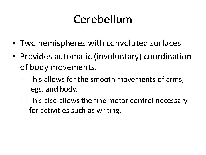 Cerebellum • Two hemispheres with convoluted surfaces • Provides automatic (involuntary) coordination of body