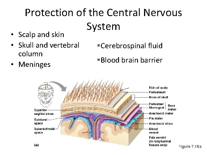 Protection of the Central Nervous System • Scalp and skin • Skull and vertebral