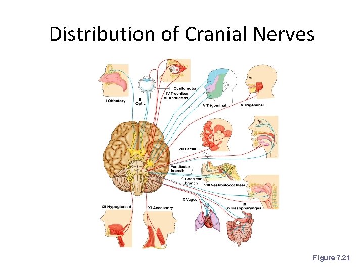 Distribution of Cranial Nerves Figure 7. 21 