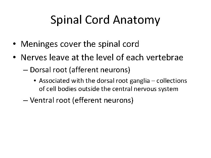 Spinal Cord Anatomy • Meninges cover the spinal cord • Nerves leave at the