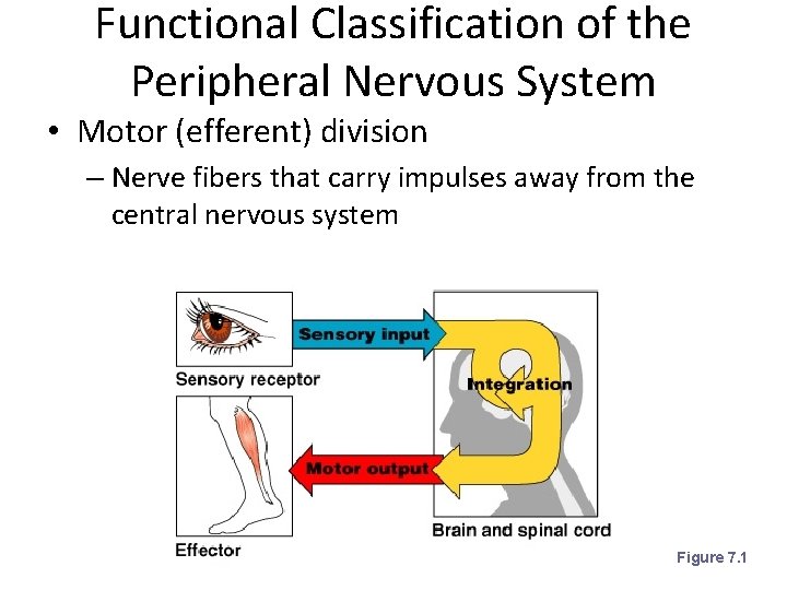 Functional Classification of the Peripheral Nervous System • Motor (efferent) division – Nerve fibers