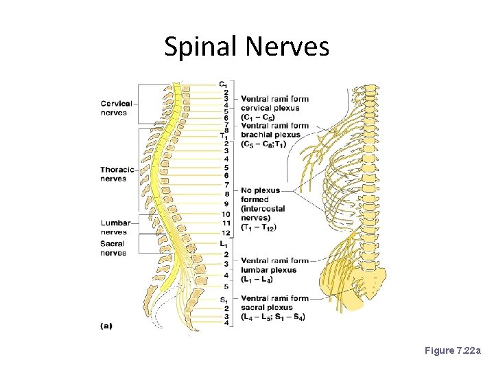 Spinal Nerves Figure 7. 22 a 