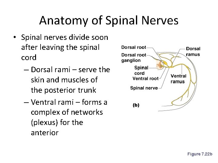 Anatomy of Spinal Nerves • Spinal nerves divide soon after leaving the spinal cord