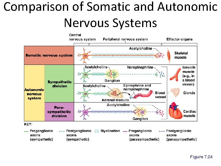 Comparison of Somatic and Autonomic Nervous Systems Figure 7. 24 