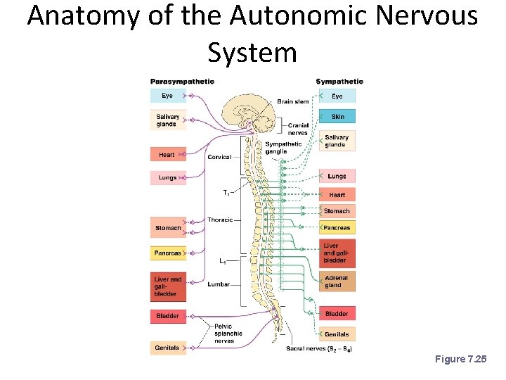 Anatomy of the Autonomic Nervous System Figure 7. 25 