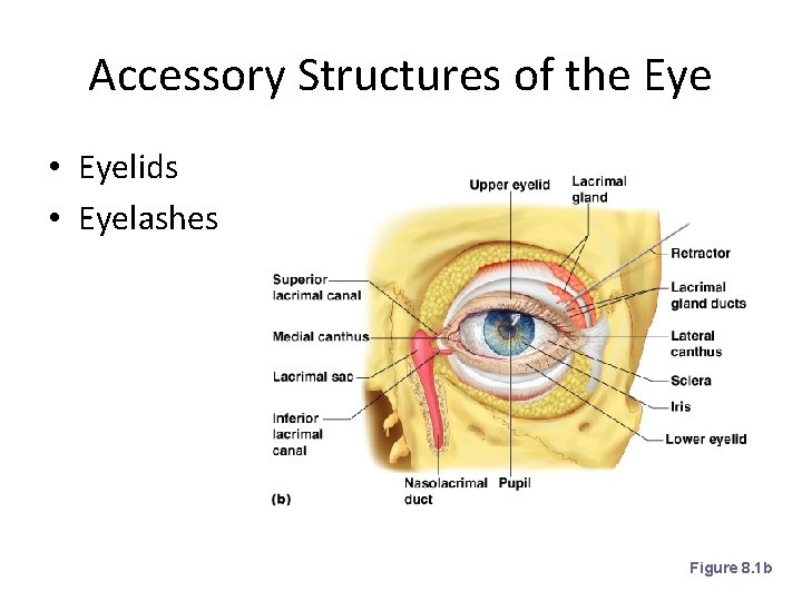 Accessory Structures of the Eye • Eyelids • Eyelashes Figure 8. 1 b 