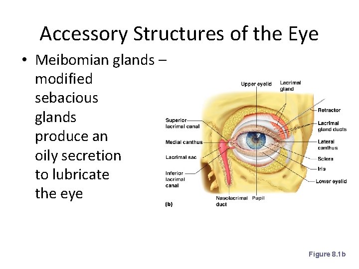 Accessory Structures of the Eye • Meibomian glands – modified sebacious glands produce an