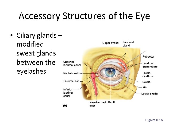 Accessory Structures of the Eye • Ciliary glands – modified sweat glands between the