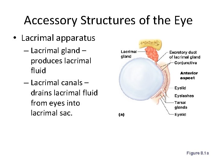 Accessory Structures of the Eye • Lacrimal apparatus – Lacrimal gland – produces lacrimal