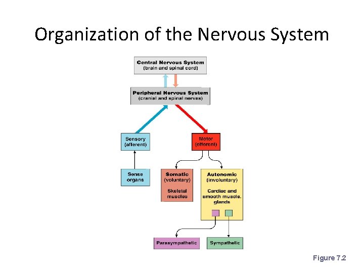 Organization of the Nervous System Figure 7. 2 