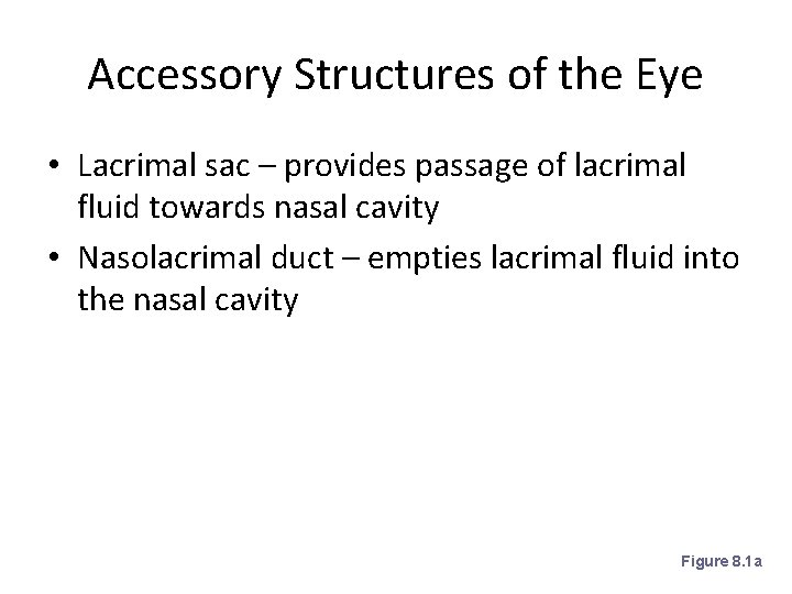 Accessory Structures of the Eye • Lacrimal sac – provides passage of lacrimal fluid