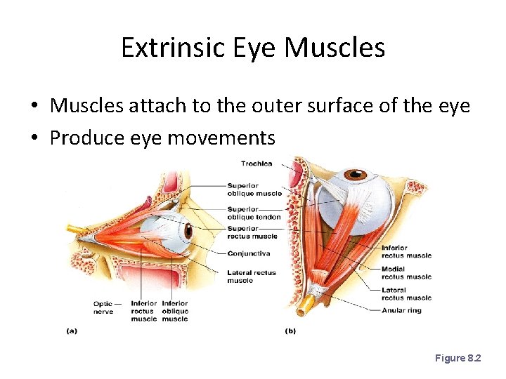 Extrinsic Eye Muscles • Muscles attach to the outer surface of the eye •