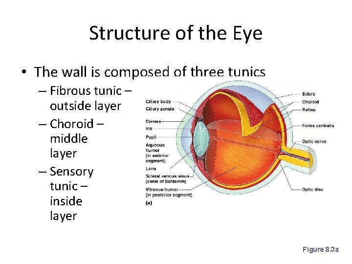 Structure of the Eye • The wall is composed of three tunics – Fibrous