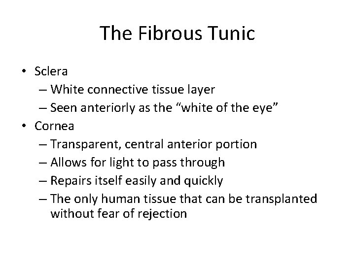 The Fibrous Tunic • Sclera – White connective tissue layer – Seen anteriorly as