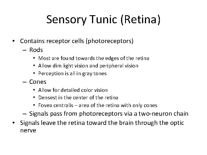 Sensory Tunic (Retina) • Contains receptor cells (photoreceptors) – Rods • Most are found