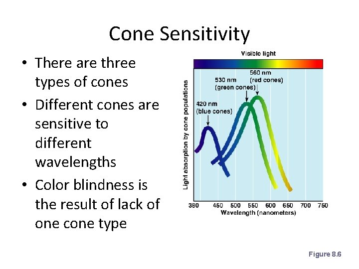 Cone Sensitivity • There are three types of cones • Different cones are sensitive