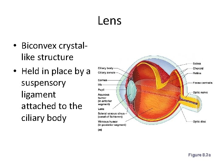 Lens • Biconvex crystallike structure • Held in place by a suspensory ligament attached