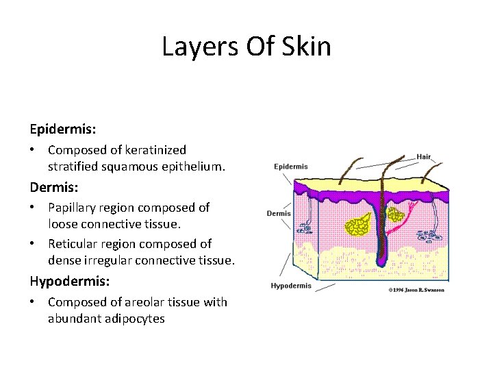 Layers Of Skin Epidermis: • Composed of keratinized stratified squamous epithelium. Dermis: • Papillary