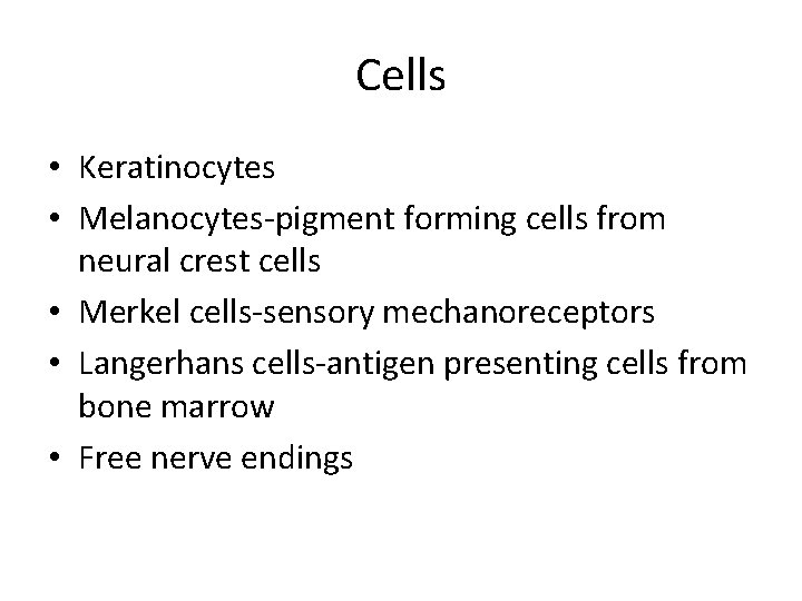 Cells • Keratinocytes • Melanocytes-pigment forming cells from neural crest cells • Merkel cells-sensory