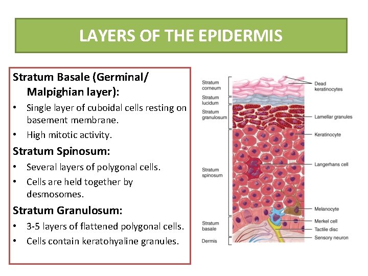 LAYERS OF THE EPIDERMIS Stratum Basale (Germinal/ Malpighian layer): • Single layer of cuboidal