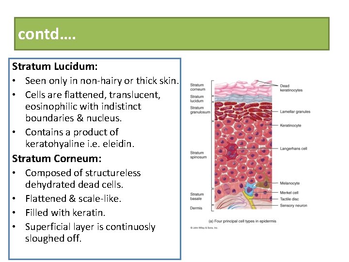 contd…. Stratum Lucidum: • Seen only in non-hairy or thick skin. • Cells are