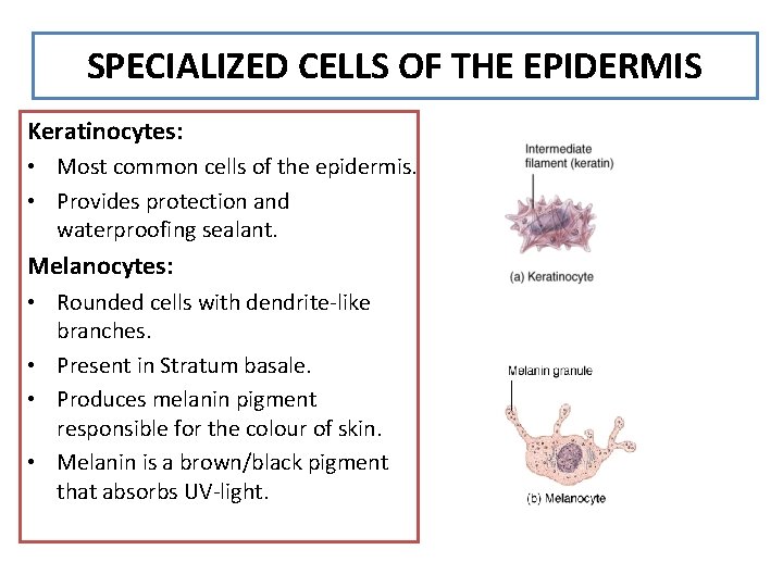 SPECIALIZED CELLS OF THE EPIDERMIS Keratinocytes: • Most common cells of the epidermis. •