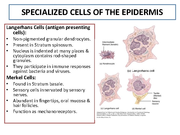 SPECIALIZED CELLS OF THE EPIDERMIS Langerhans Cells (antigen presenting cells): • Non-pigmented granular dendrocytes.
