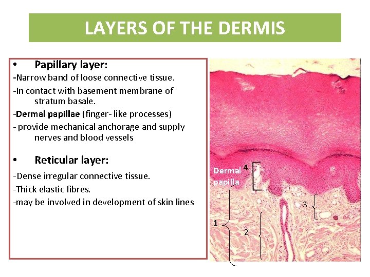 LAYERS OF THE DERMIS • Papillary layer: -Narrow band of loose connective tissue. -In