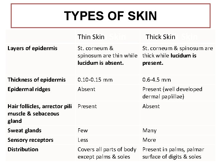 TYPES OF SKIN Thin Skin Thick Skin Layers of epidermis St. corneum & spinosum