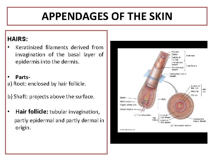 APPENDAGES OF THE SKIN HAIRS: • Keratinized filaments derived from invagination of the basal