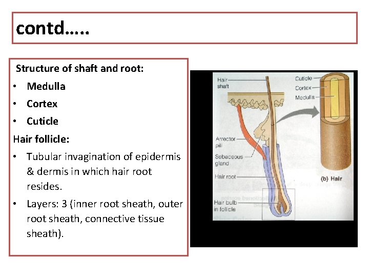 contd…. . Structure of shaft and root: • Medulla • Cortex • Cuticle Hair