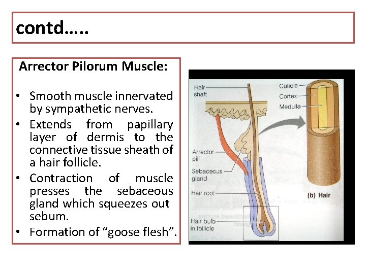 contd…. . Arrector Pilorum Muscle: • Smooth muscle innervated by sympathetic nerves. • Extends