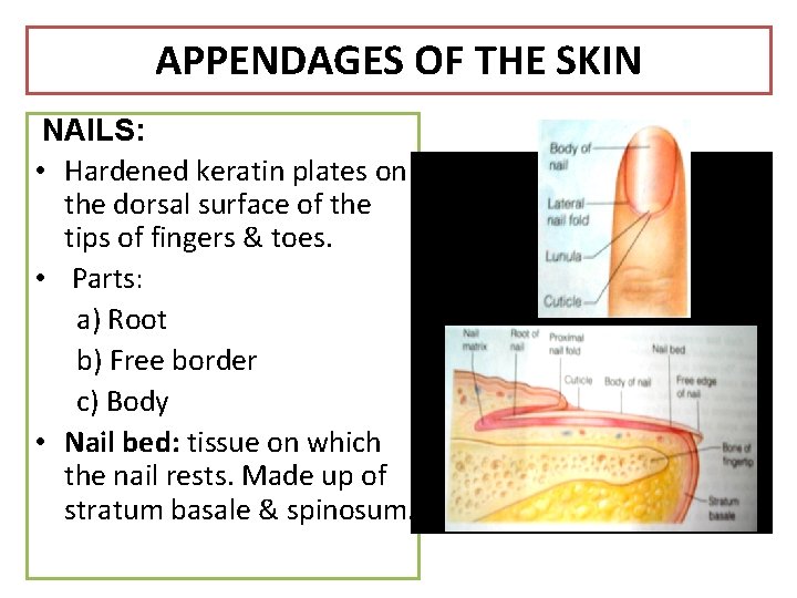 APPENDAGES OF THE SKIN NAILS: • Hardened keratin plates on the dorsal surface of