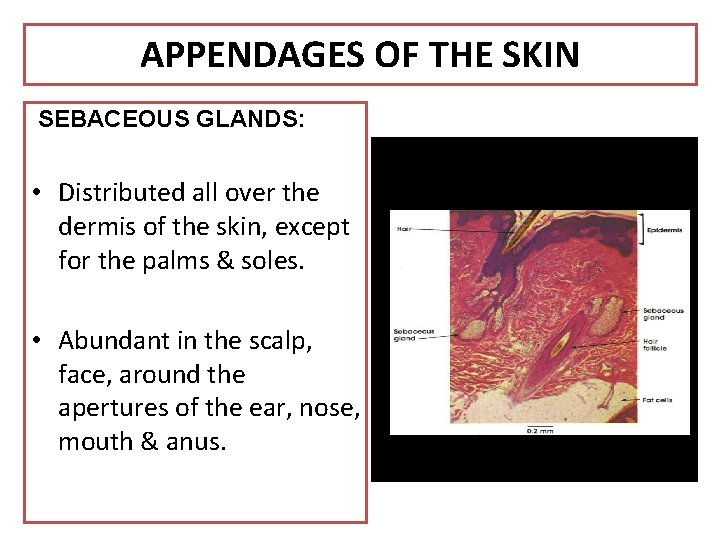 APPENDAGES OF THE SKIN SEBACEOUS GLANDS: • Distributed all over the dermis of the