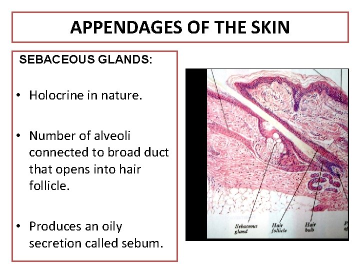 APPENDAGES OF THE SKIN SEBACEOUS GLANDS: • Holocrine in nature. • Number of alveoli