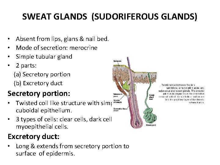 SWEAT GLANDS (SUDORIFEROUS GLANDS) • Absent from lips, glans & nail bed. • Mode