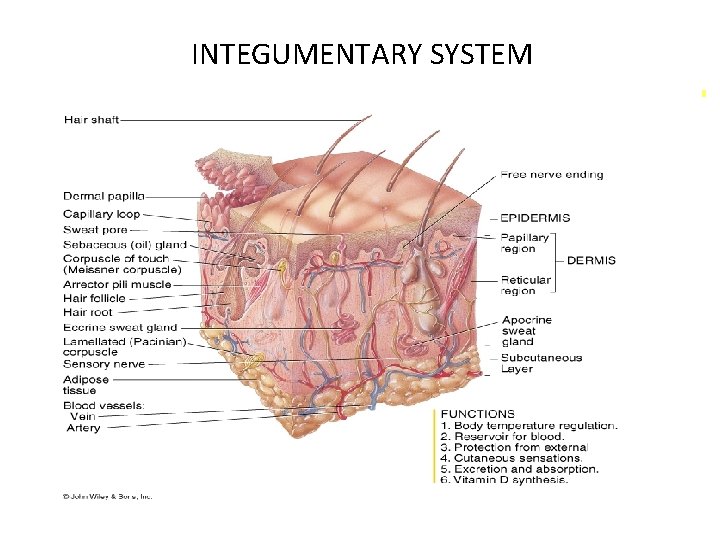  INTEGUMENTARY SYSTEM 