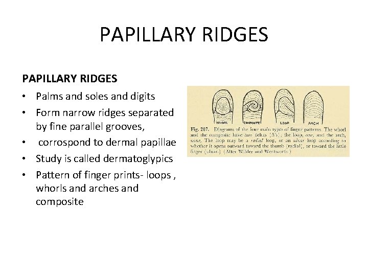 PAPILLARY RIDGES • Palms and soles and digits • Form narrow ridges separated by
