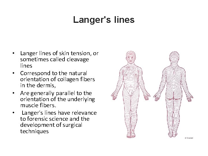 Langer's lines • Langer lines of skin tension, or sometimes called cleavage lines •