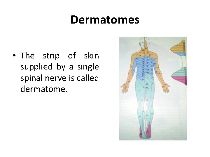 Dermatomes • The strip of skin supplied by a single spinal nerve is called