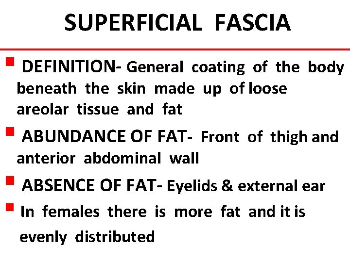 SUPERFICIAL FASCIA § DEFINITION- General coating of the body beneath the skin made up