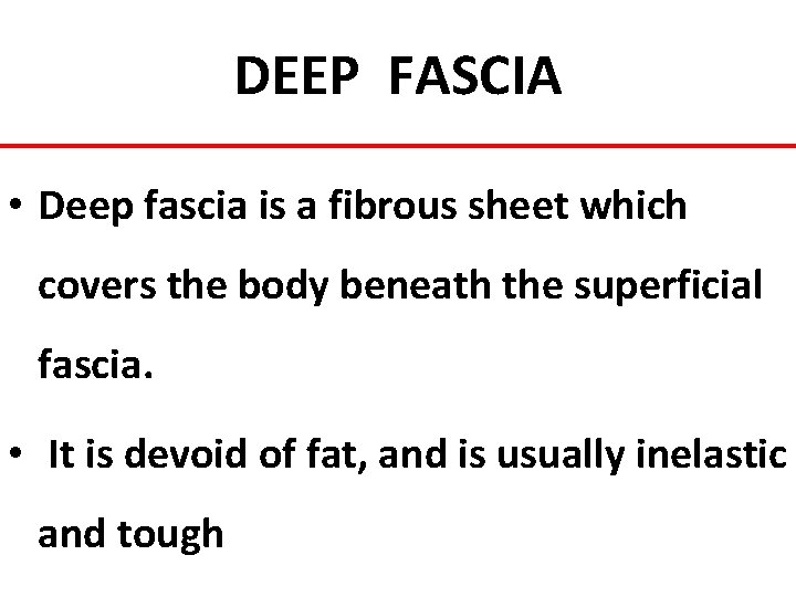 DEEP FASCIA • Deep fascia is a fibrous sheet which covers the body beneath