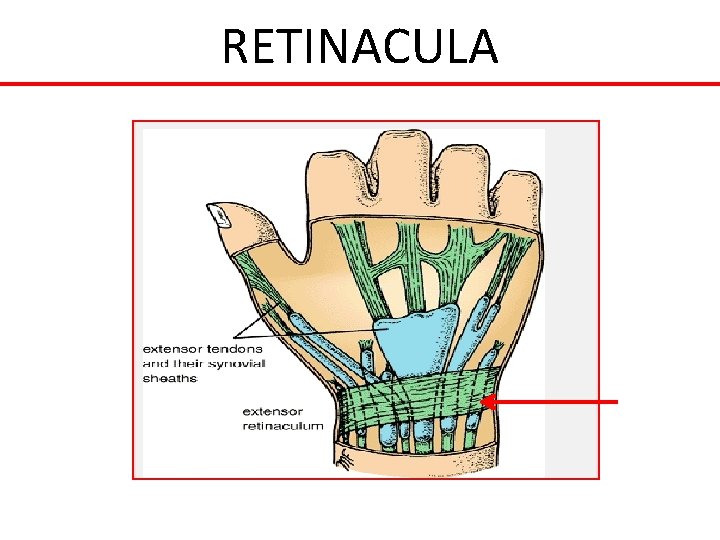 RETINACULA 