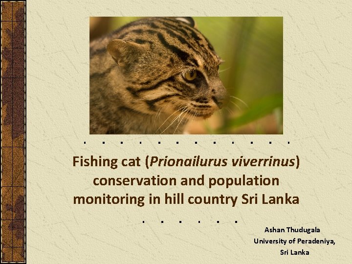 Fishing cat (Prionailurus viverrinus) conservation and population monitoring in hill country Sri Lanka Ashan