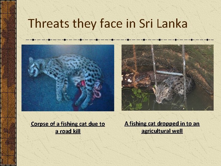 Threats they face in Sri Lanka Corpse of a fishing cat due to a