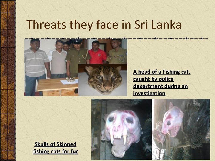 Threats they face in Sri Lanka A head of a Fishing cat, caught by